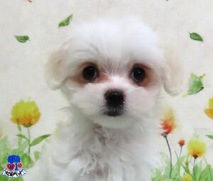 ハーフ犬（父：ポメチワワ　母：マルチーズ）