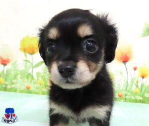 ハーフ犬（父：チワワ　母：Kダックス）