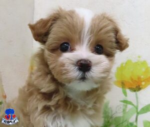ハーフ犬（父：マルチーズ　母：トイ・プードル）