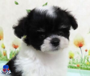 ハーフ犬（父：チワワ　母：マルチーズ）