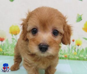 ミックス犬（父：マルチーズ　母：Mダックス×トイプードル）