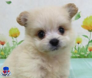 ハーフ犬（父：ポメラニアン　母：トイプードル）