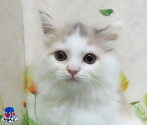サイベリアン