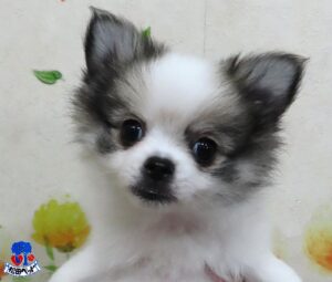 ハーフ犬（父：ロング・チワワ　母：ポメラニアン）